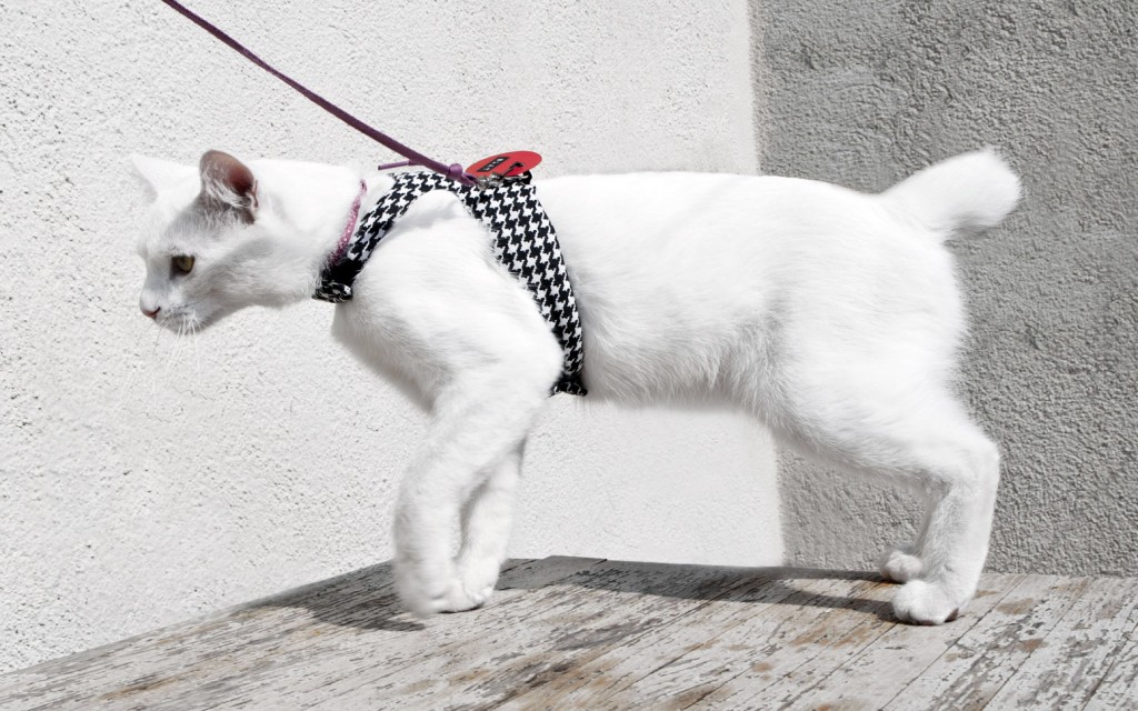 Cat harness